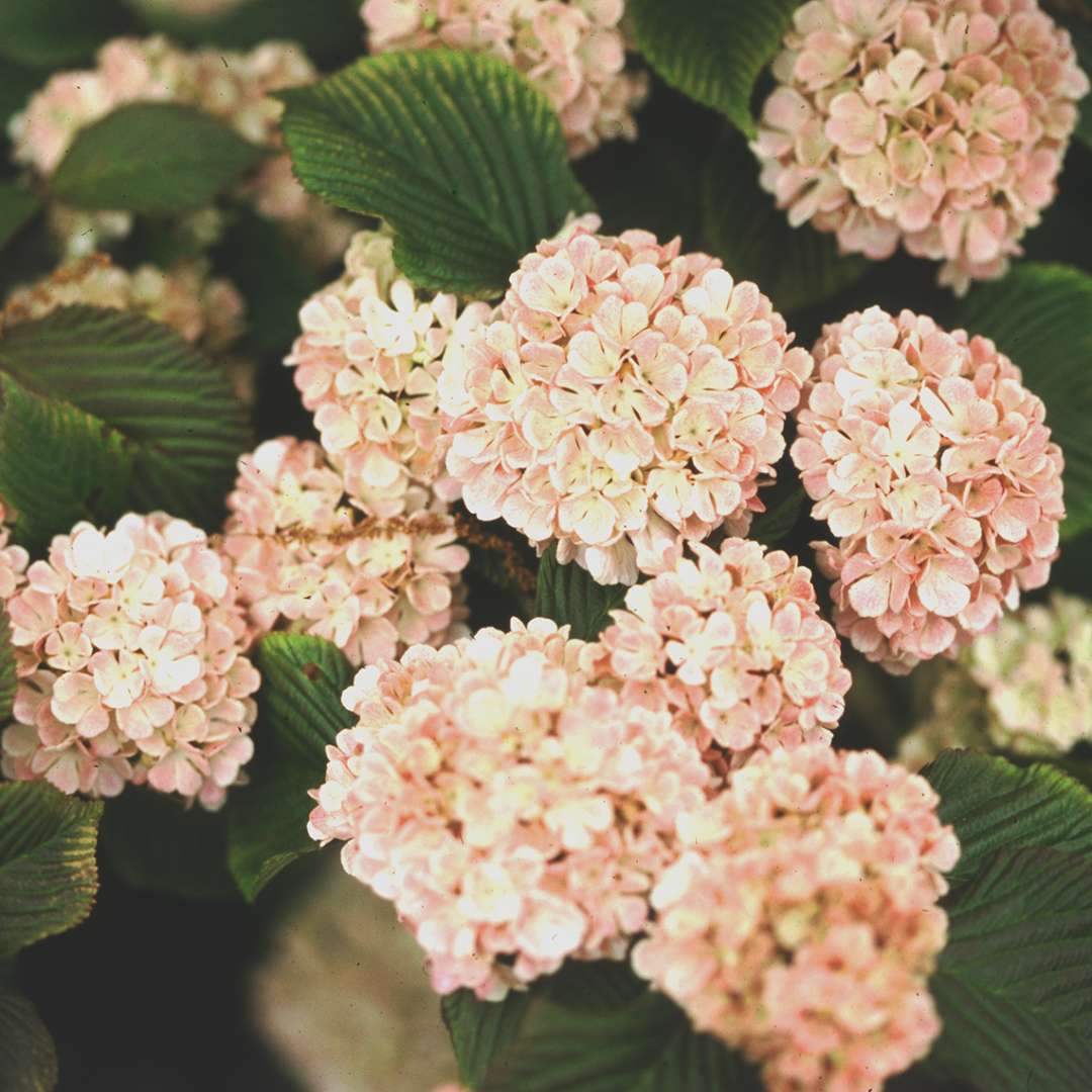 Snowball like flowers on Mary Milton viburnum are a pale pink color